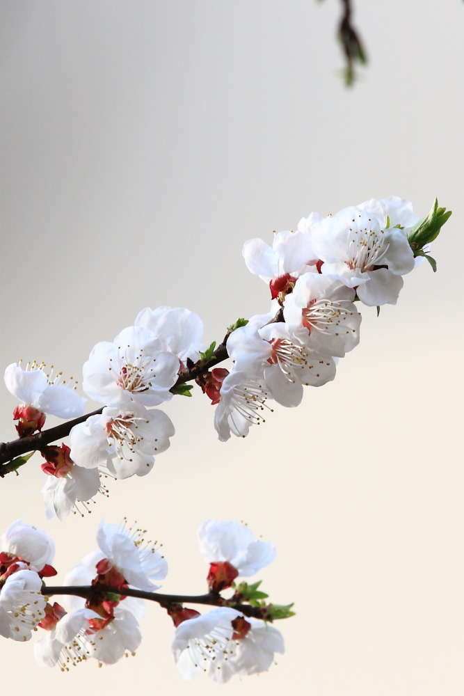 楼下李花