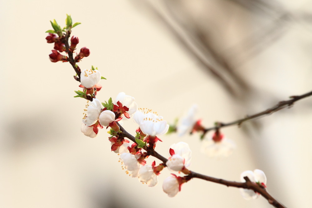 楼下李花