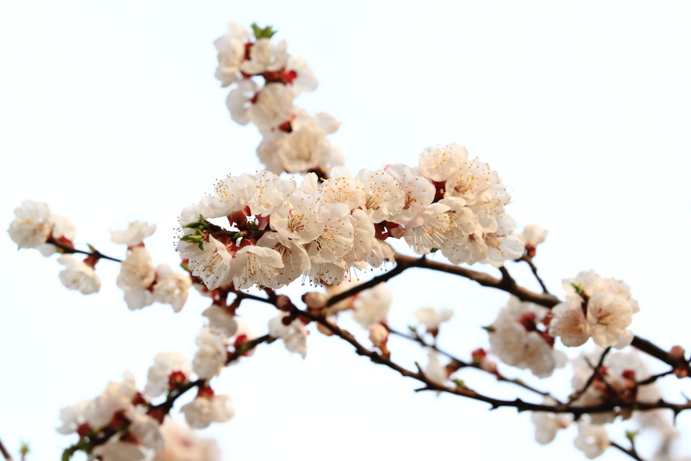 楼下李花