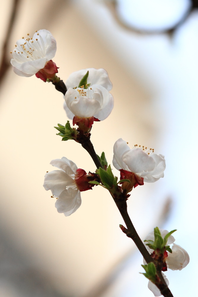 楼下李花