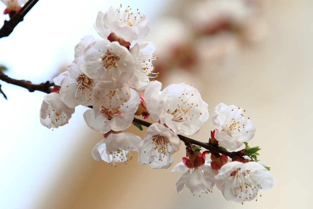 楼下李花