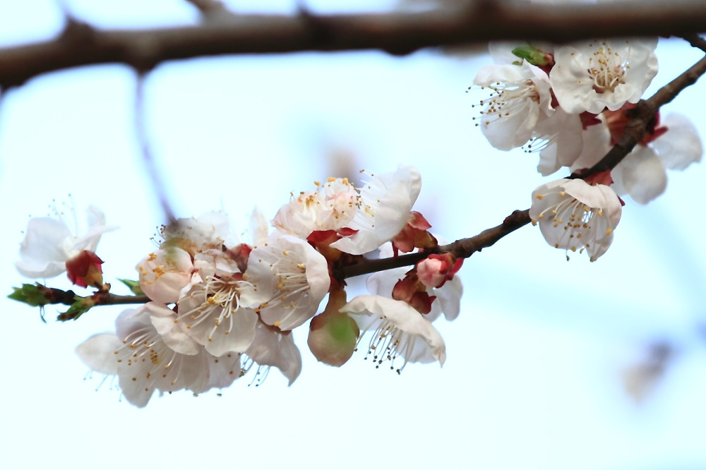 楼下李花