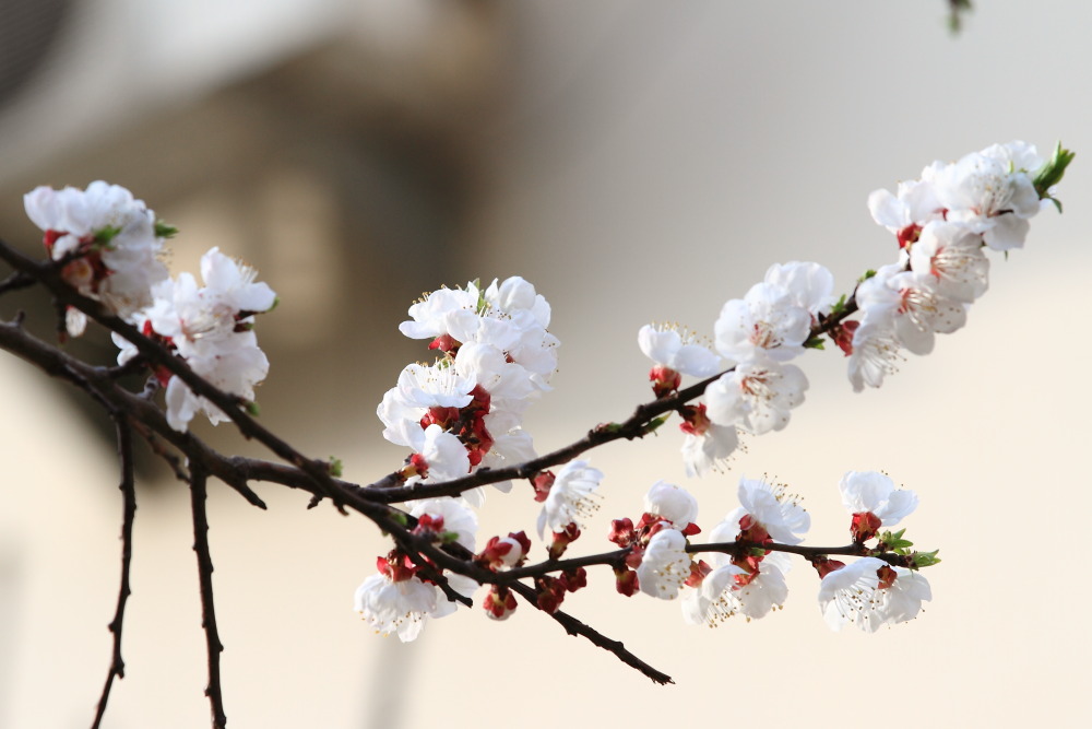 楼下李花
