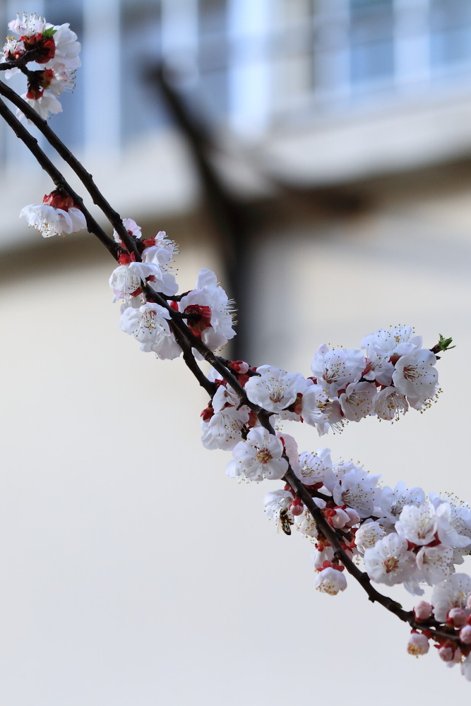 楼下李花