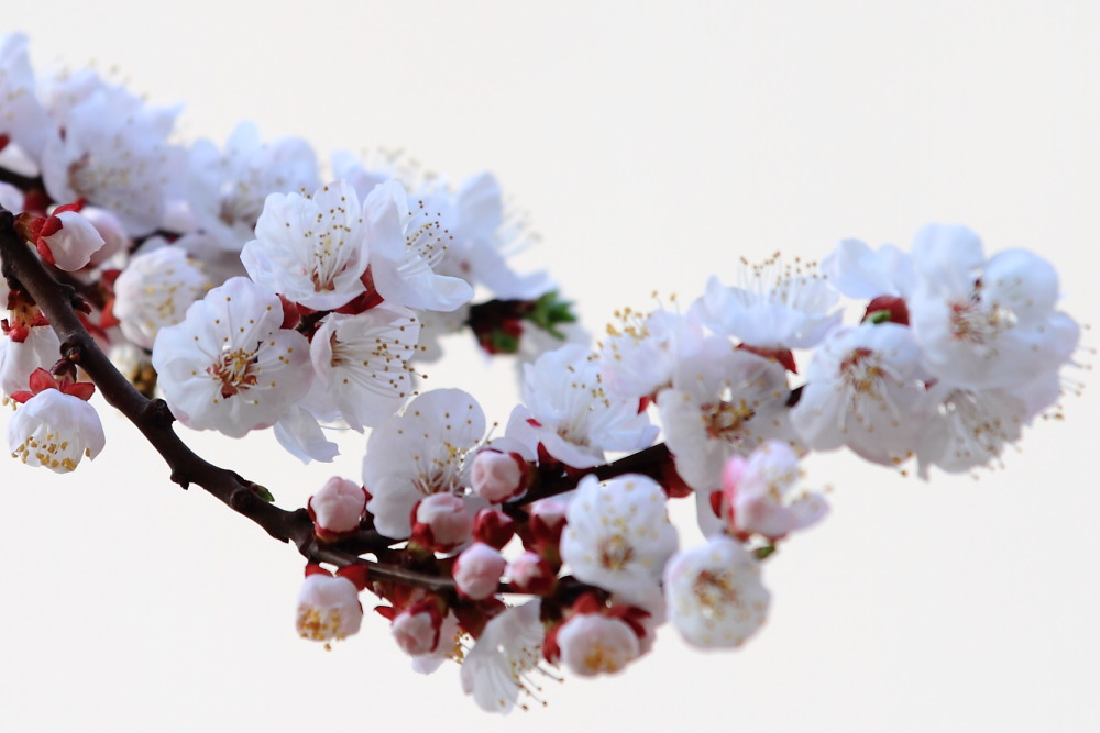 楼下李花