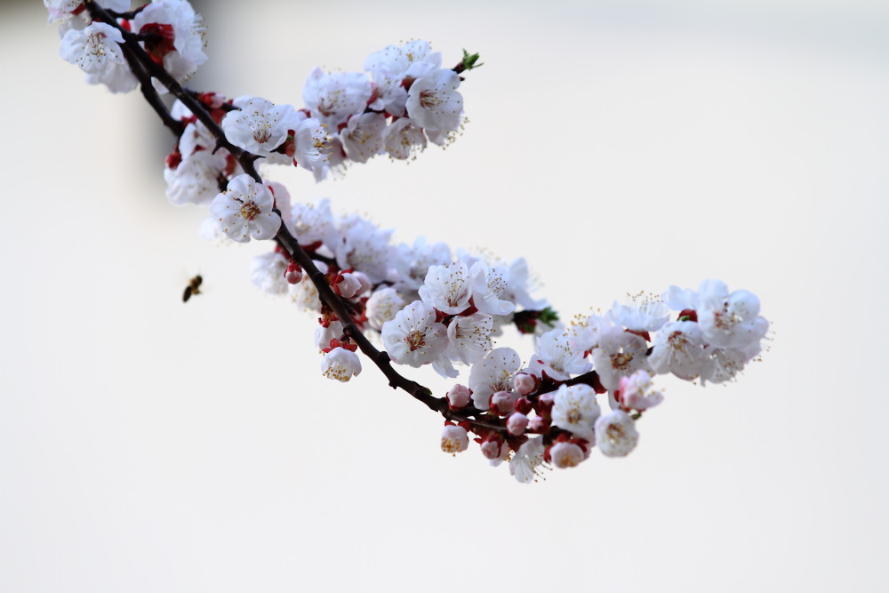 楼下李花