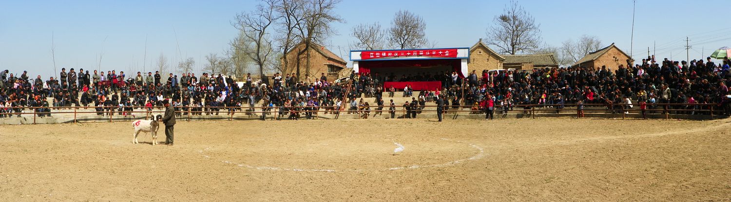 再去看斗羊