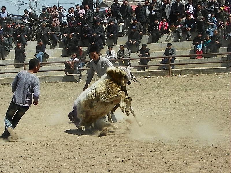 再去看斗羊
