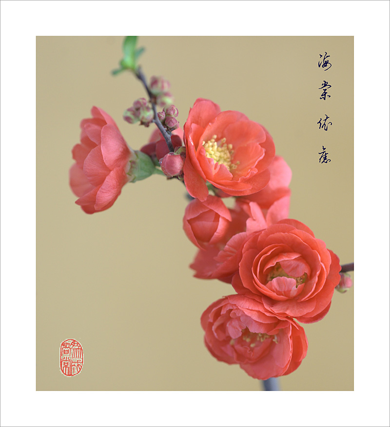 梅兰竹菊花卉帖
