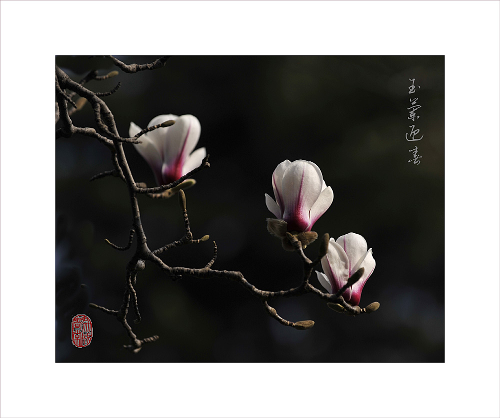 梅兰竹菊花卉帖