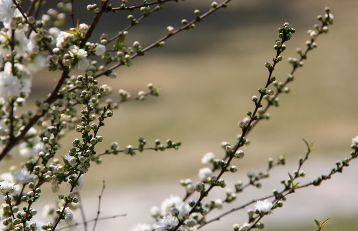 [原创]4月7 日在戚城公园拍的一组照片