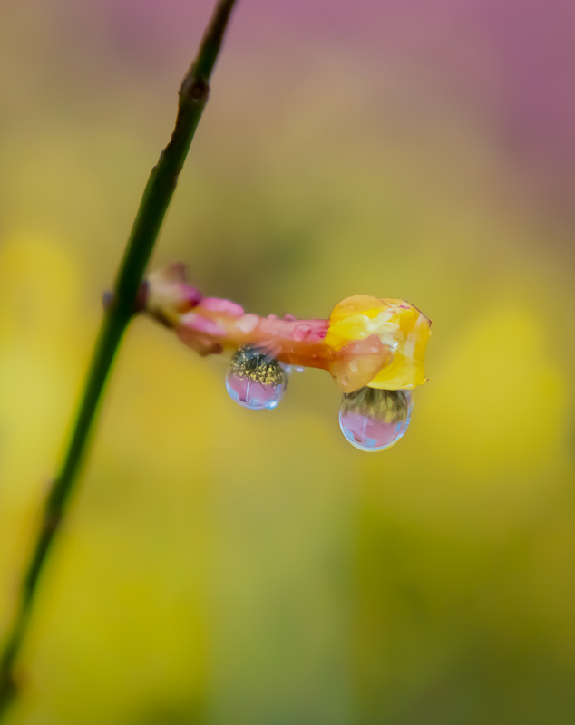 春雨迎春