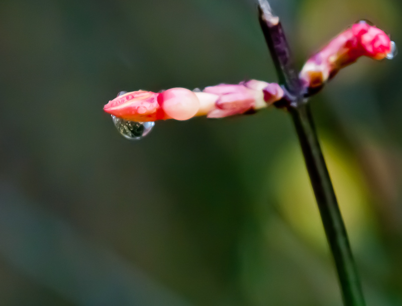 春雨迎春
