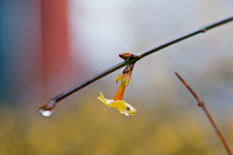 春雨迎春