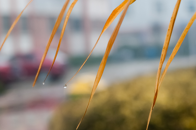 春雨迎春