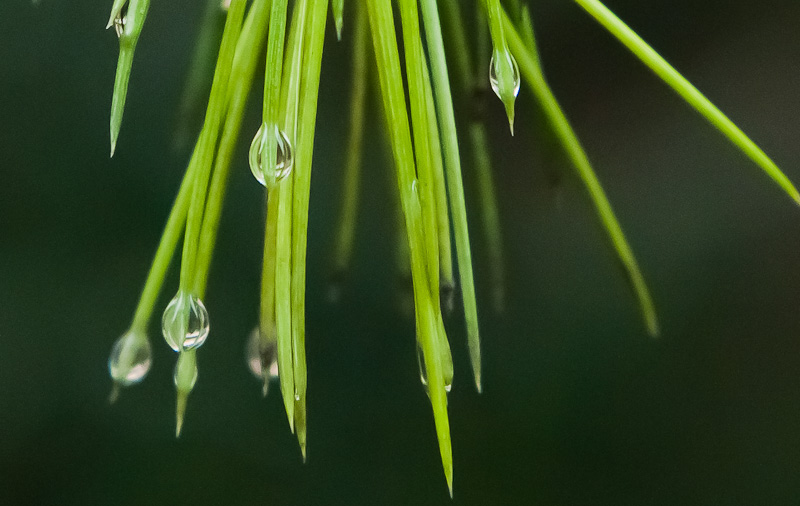春雨迎春