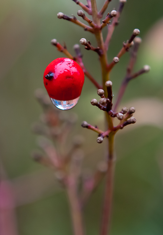 春雨迎春