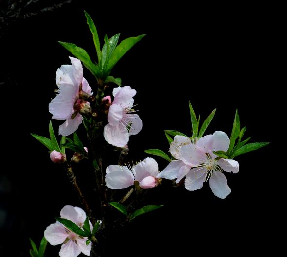 桃花