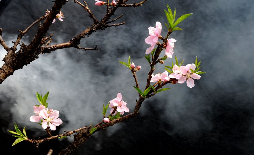 桃花