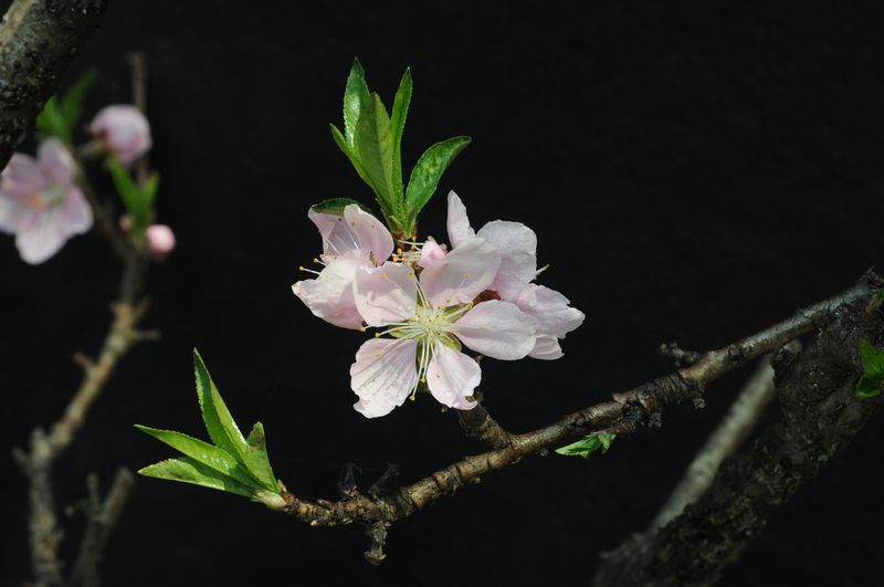 桃花