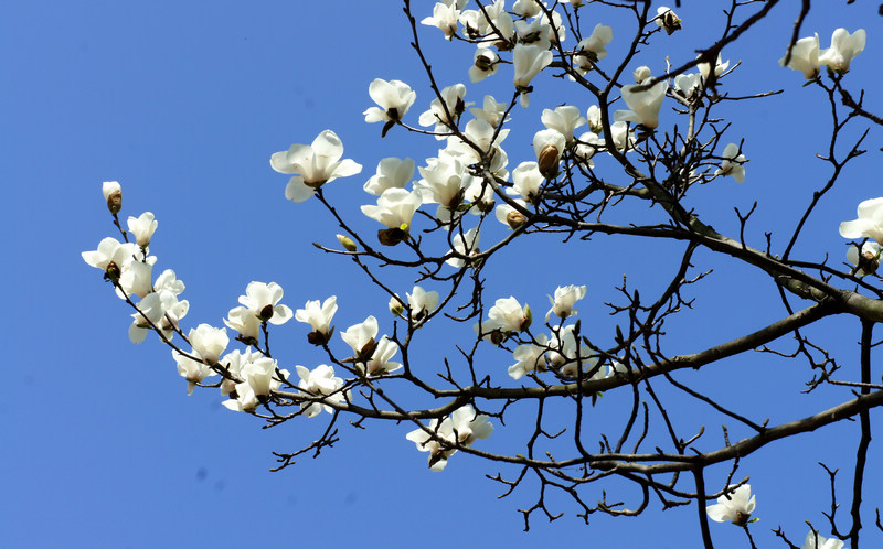 花俏濮上