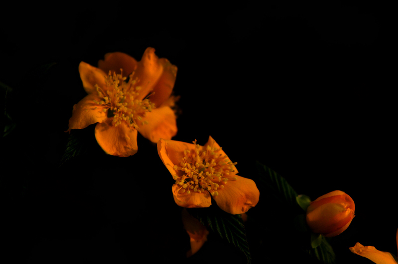 花俏濮上