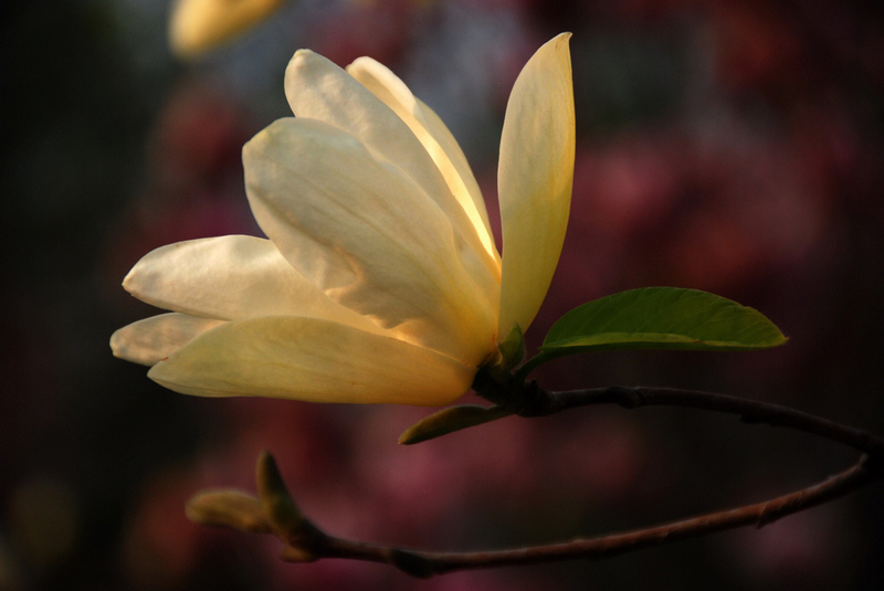 花俏濮上