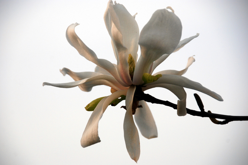 花俏濮上