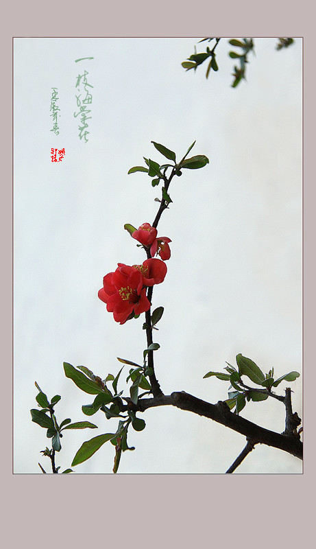 一枝海棠花