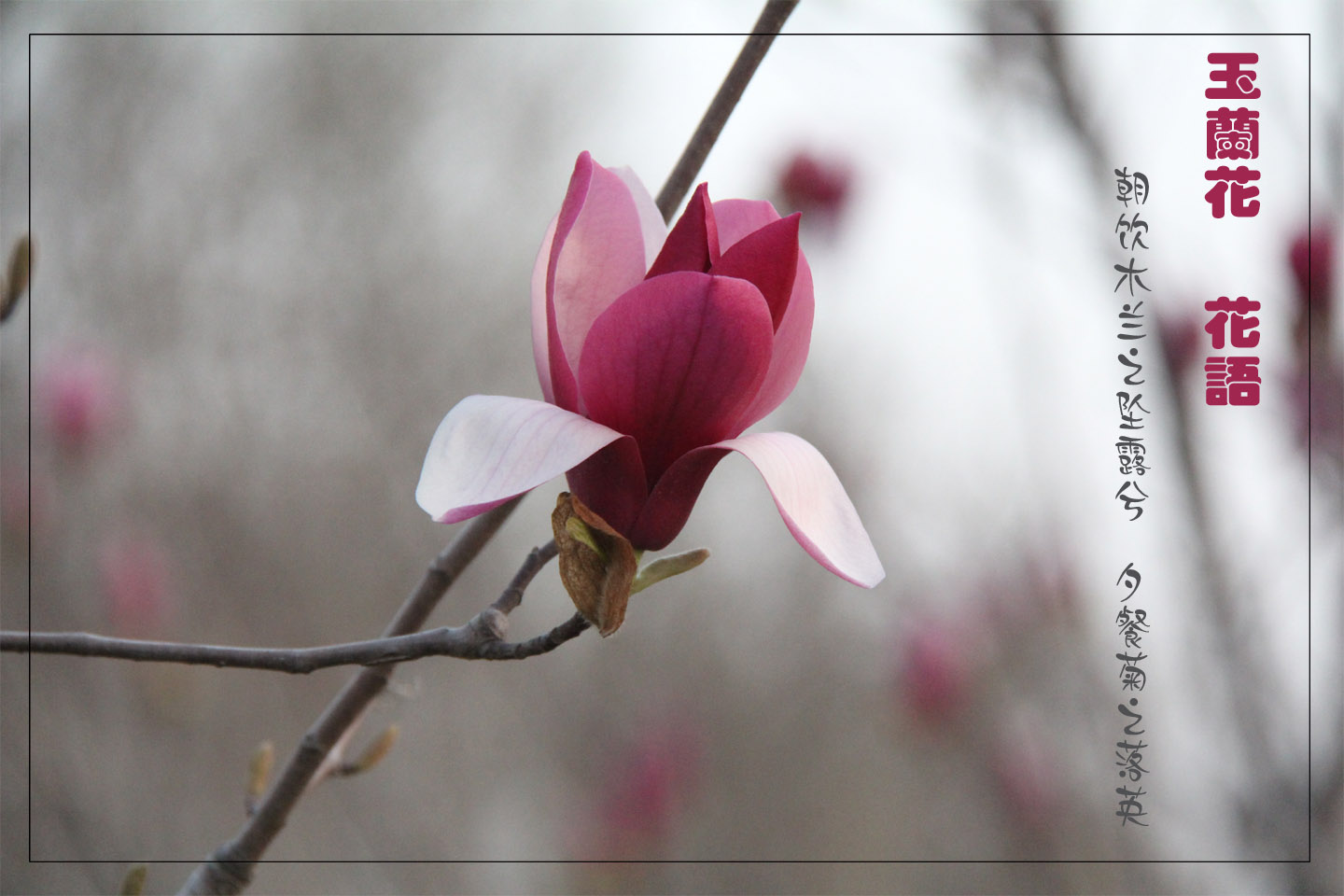 清明之玉兰花