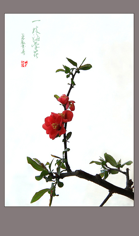 一枝海棠花