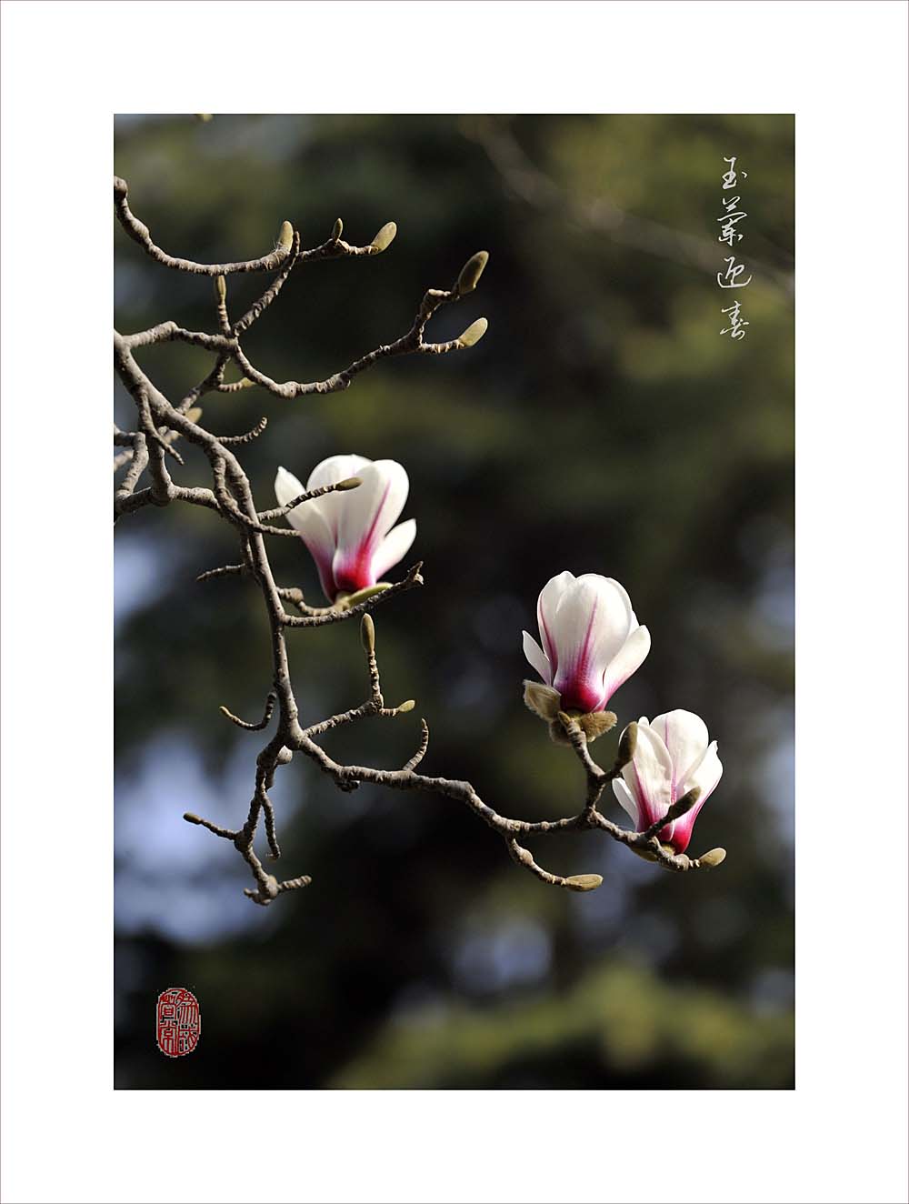 梅兰竹菊花卉帖