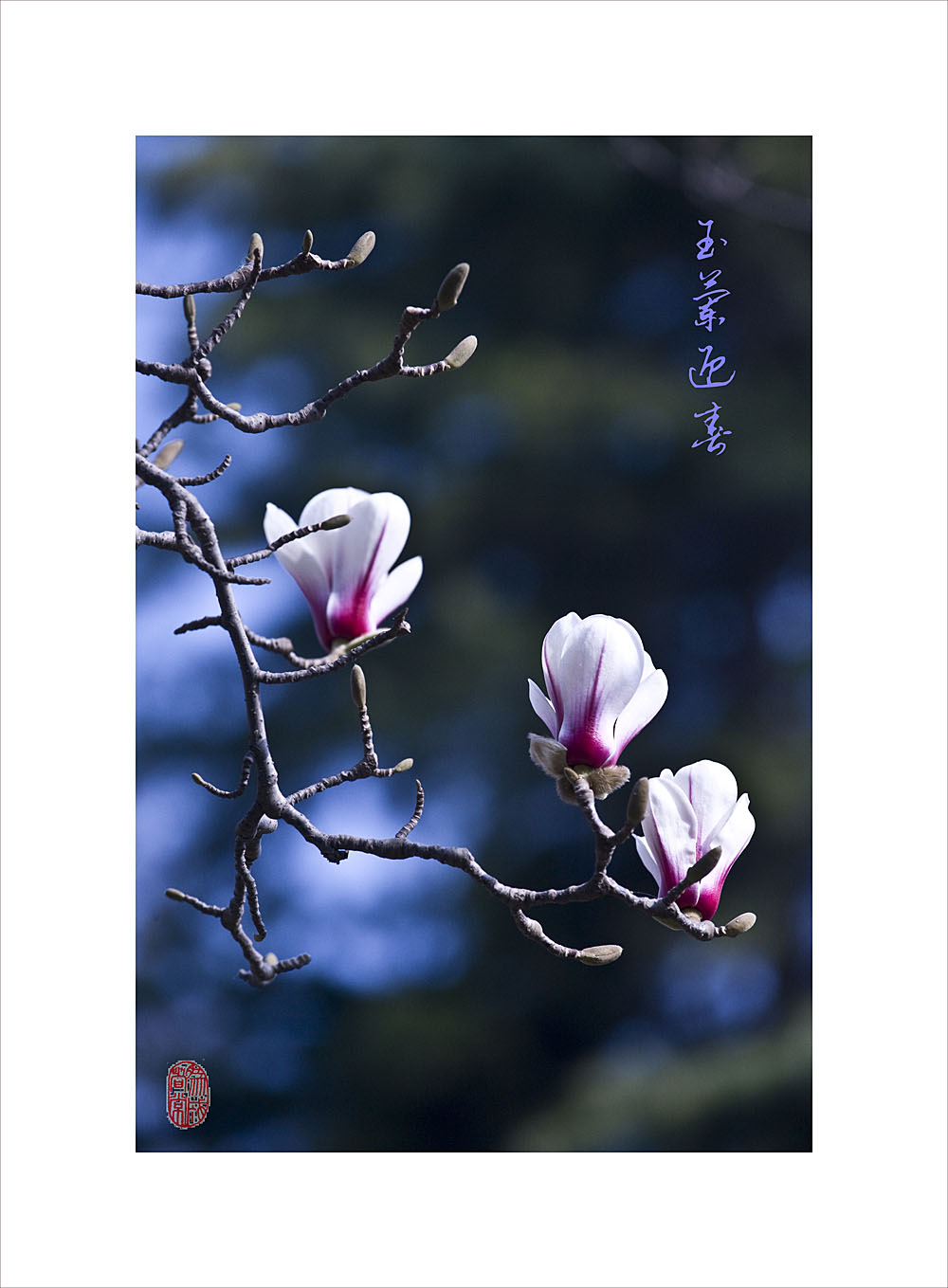梅兰竹菊花卉帖
