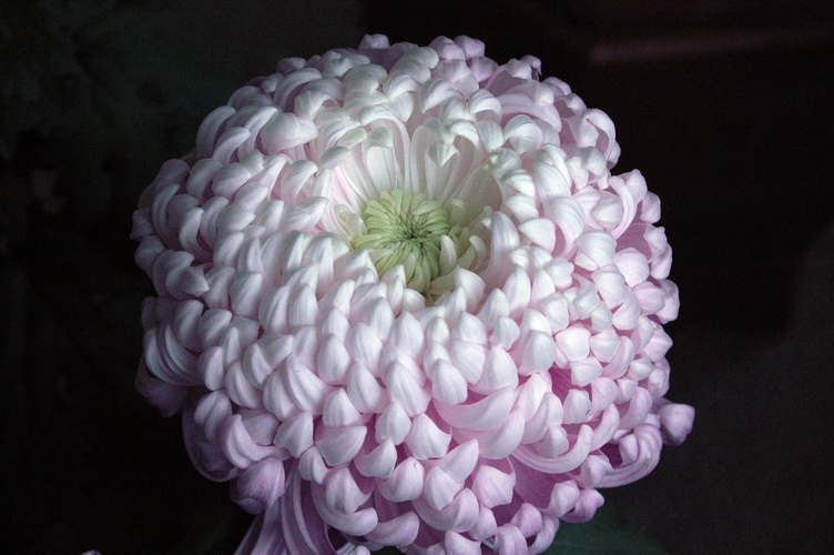昨日菊花