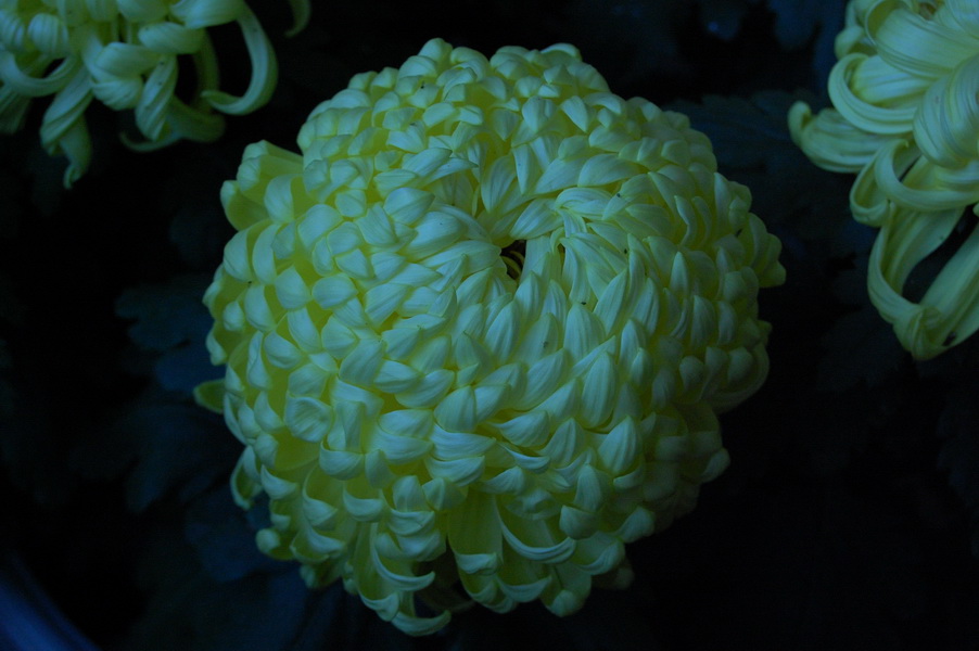 昨日菊花