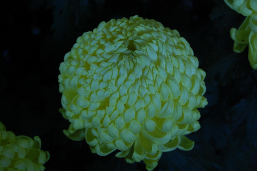 昨日菊花