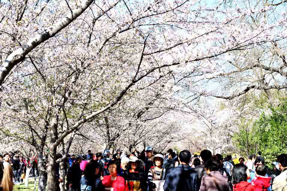 北京玉渊潭樱花时节