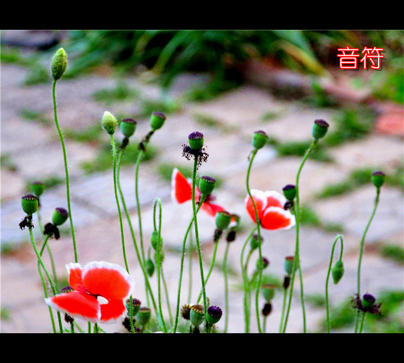 情有独钟——虞美人