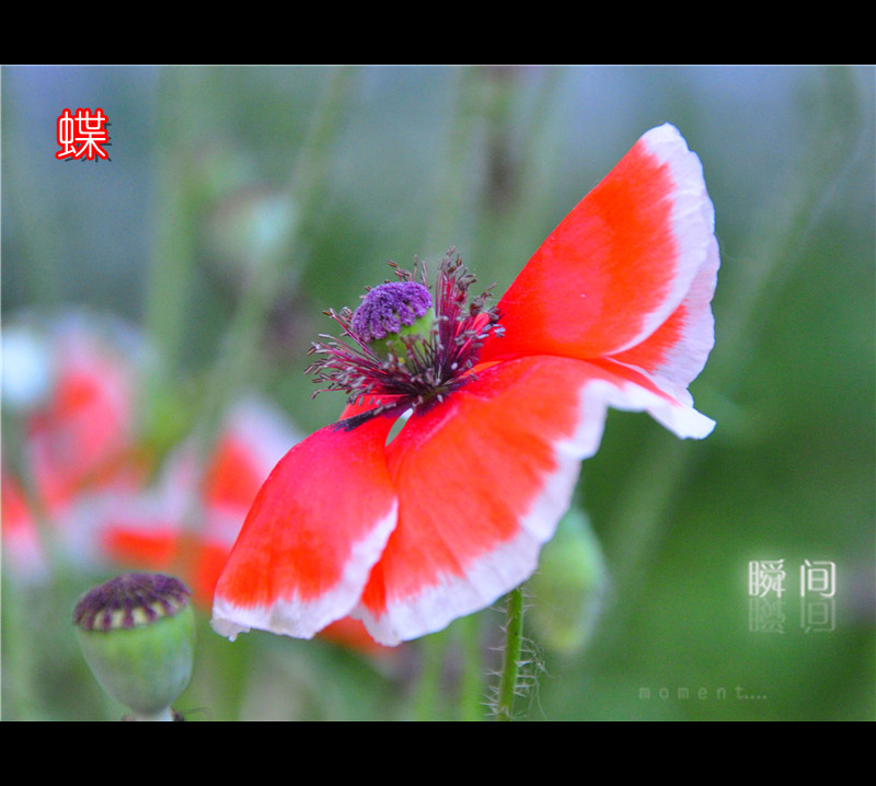 情有独钟——虞美人
