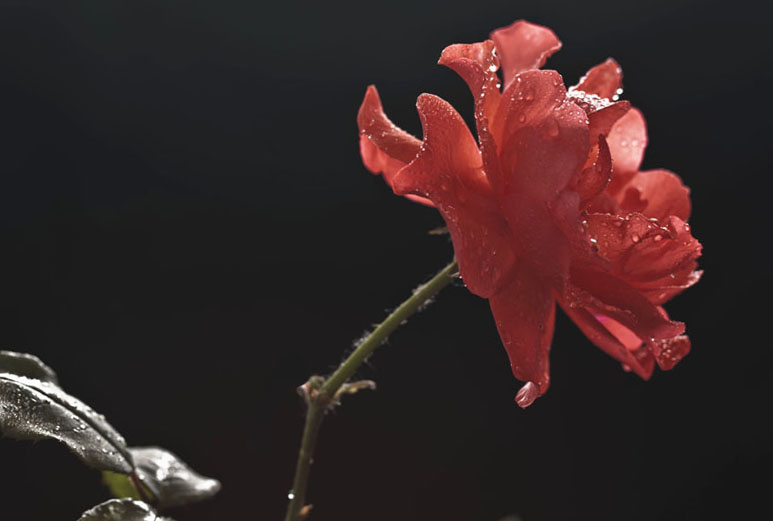 [原创]月季花一组
