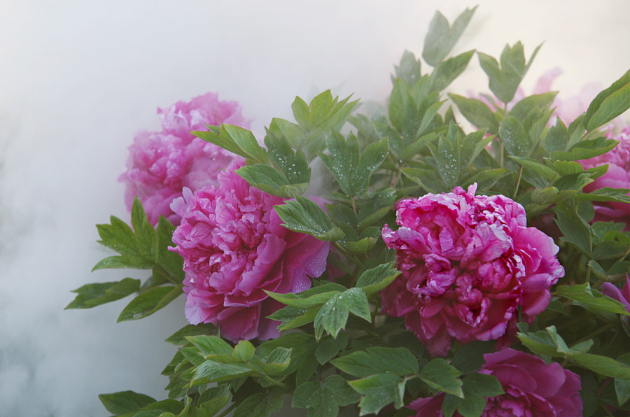 那时花开（不断添加中）