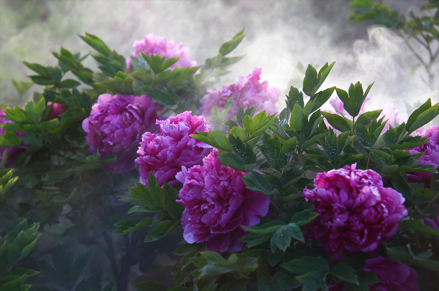 那时花开（不断添加中）