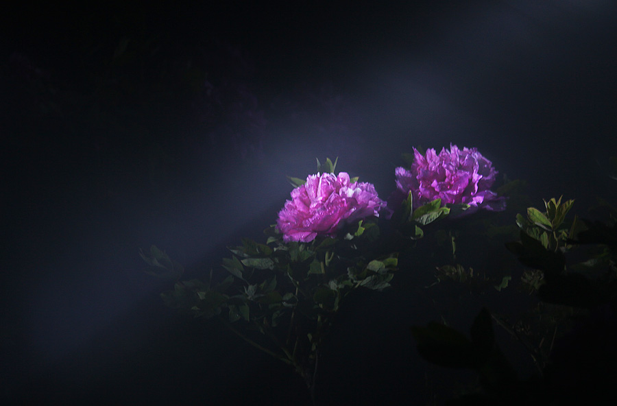 那时花开（不断添加中）