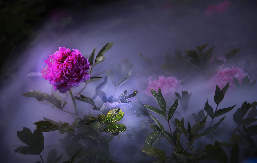 那时花开（不断添加中）