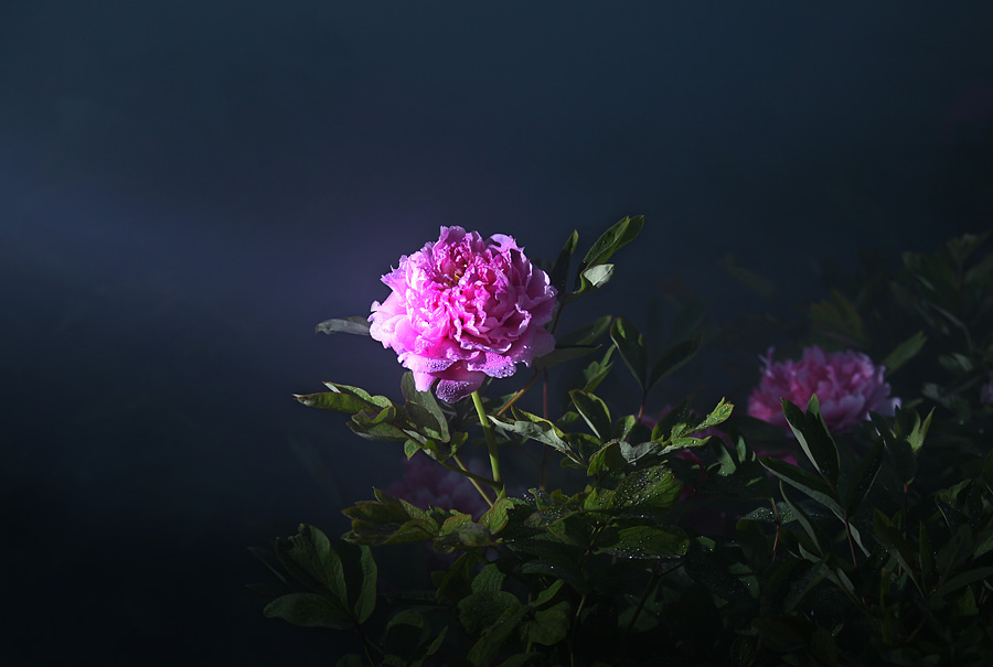 那时花开（不断添加中）