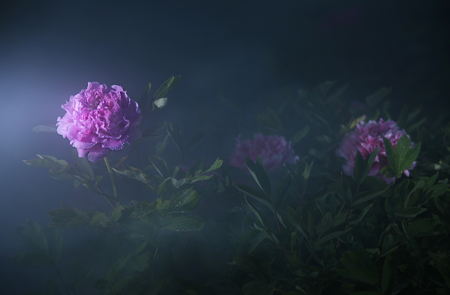 那时花开（不断添加中）