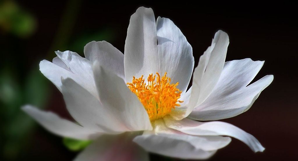 芍药花开