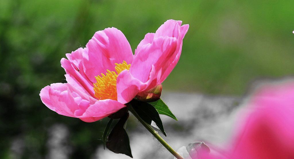 芍药花开