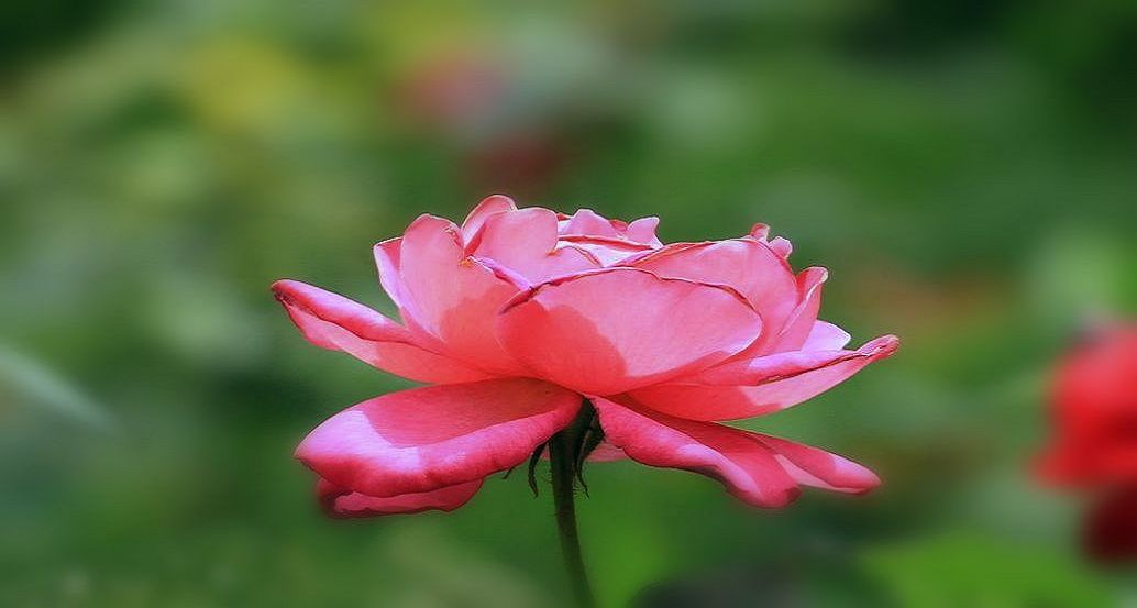 芍药花开