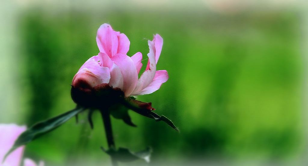 芍药花开